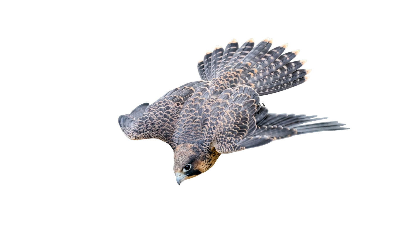 Peregrine falcon in a dive